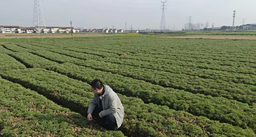 未雨绸缪探实情 精准施策控成本——6686在线登录官网入口-6686(中国)深入延胡索产区开展专项调研